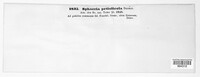 Apiognomonia petiolicola image